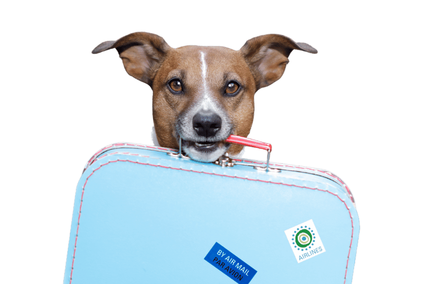 Bilde av hun med bagasje for hundehotell