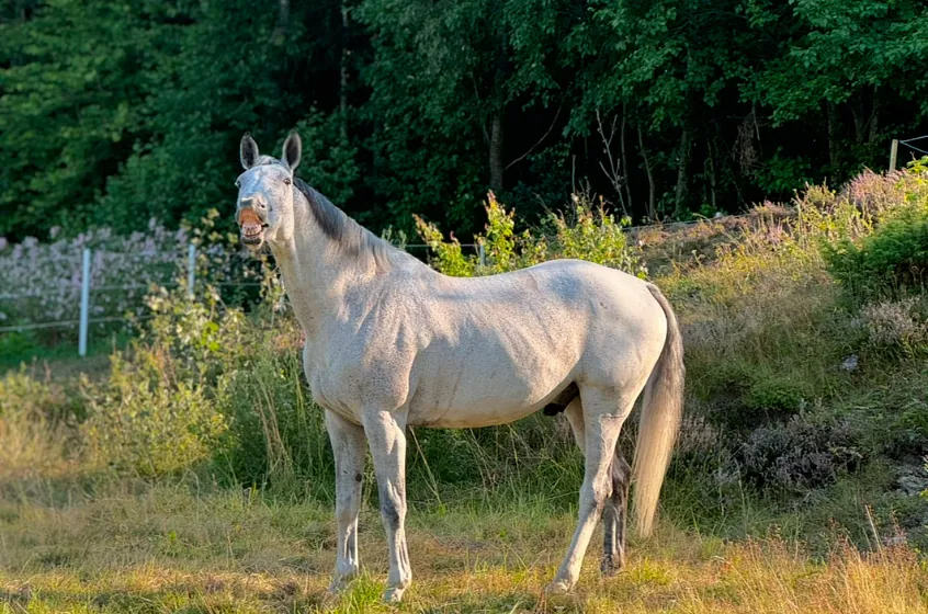 bilde av en hest