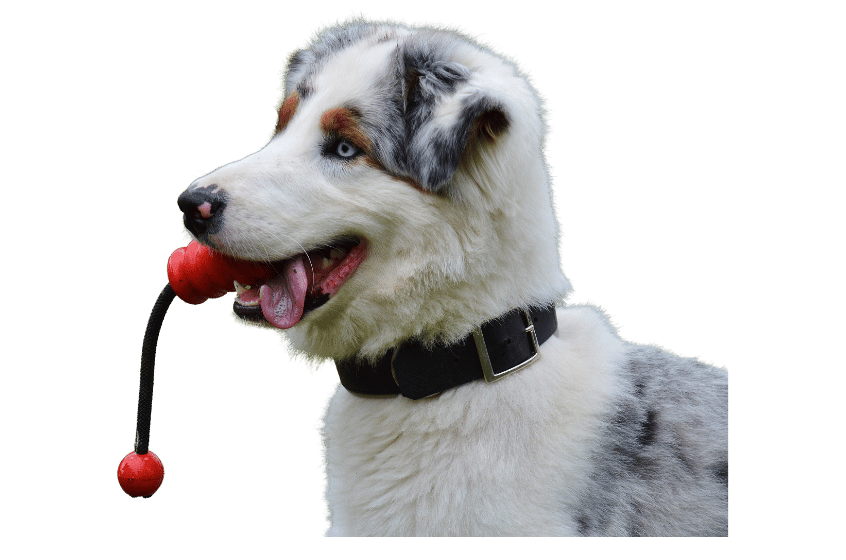 Hund på hundetrening